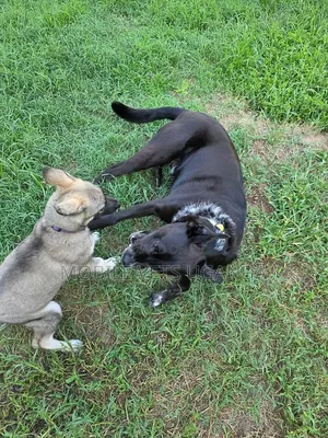 1-3 Month Male Purebred German Shepherd Puppy