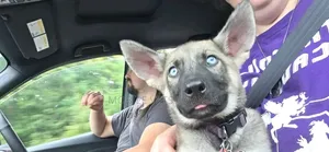 3-6 Month Male Purebred German Shepherd