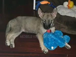 Female Purebred German Shepherd Puppy (1-3 Months)