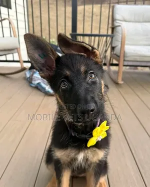 Female Purebred German Shepherd, 3-6 Months