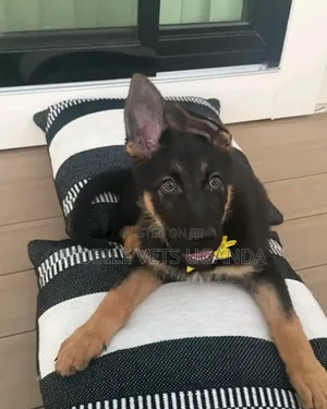 1-3 Month Male Purebred German Shepherd