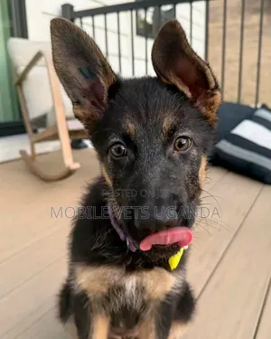 1-3 Month Male Purebred German Shepherd Puppy