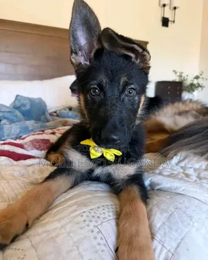 Female Purebred German Shepherd Puppy (3-6 Months)