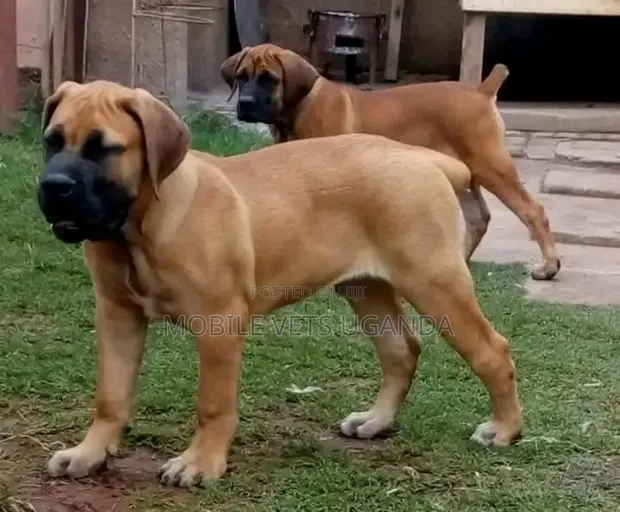 3-6 Month Male Purebred Boerboel Puppy - 1