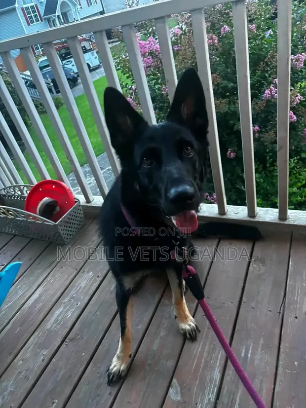 6-12 Month Male Purebred German Shepherd - 1