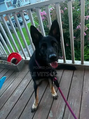 6-12 Month Male Purebred German Shepherd