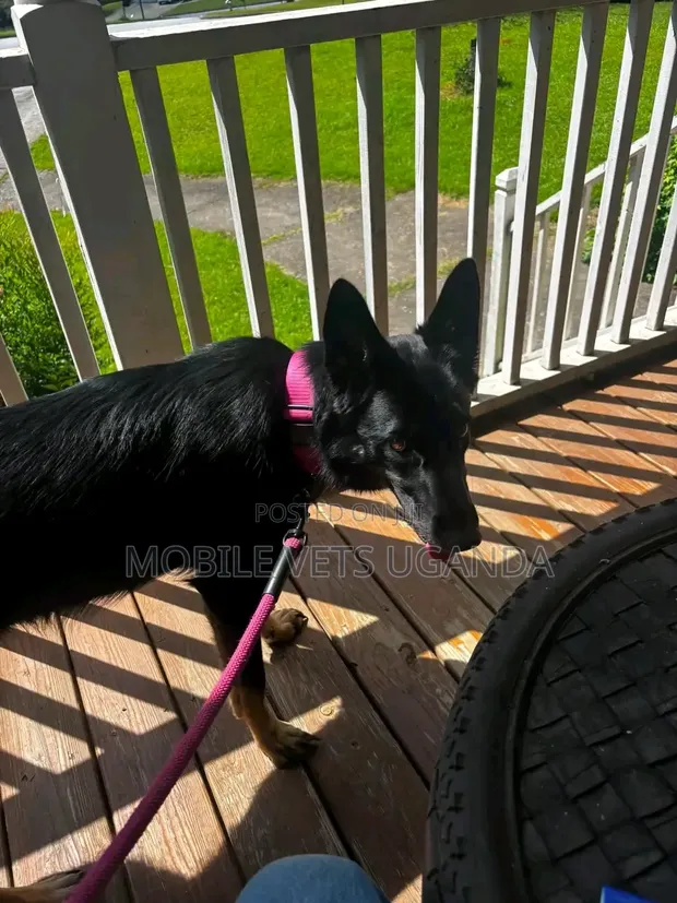 Female Purebred German Shepherd Puppy (1-3 Months) - 1