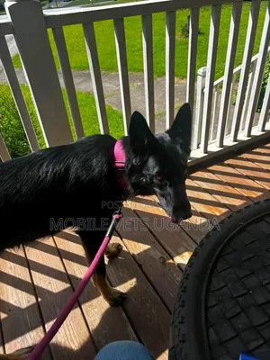 Female Purebred German Shepherd Puppy (1-3 Months)