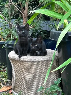 Purebred Bombay Kitten - 0-1 Month Male