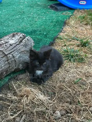 Purebred Sphynx Kitten - 1-3 Months Old