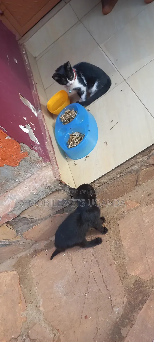 1-3 Month Male Purebred Exotic Kitten - 1