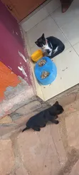 1-3 Month Male Purebred Exotic Kitten - 2