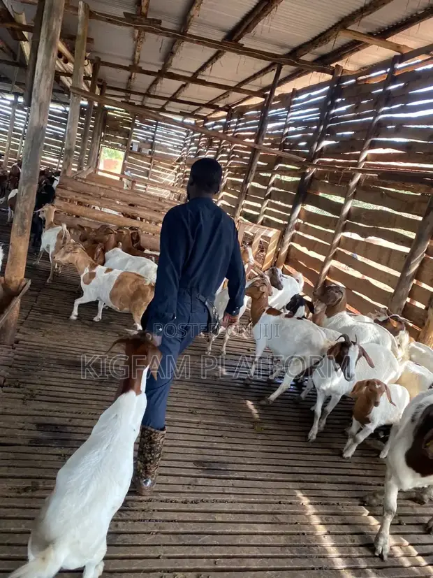 Boer, Savanna, Local Goats - Pregnant & Young Available - 1