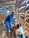 Boer, Savanna, Local Goats - Pregnant & Young Available - 2