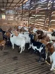 Boer, Savanna, Local Goats - Pregnant & Young Available - 3