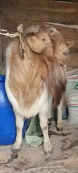 Boer, Savanna, Local Goats - Pregnant & Young Available - 4