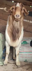 Boer, Savanna, Local Goats - Pregnant & Young Available - 5