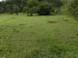 16 Acres Farmland for Sale in Kabuga, Kamwenge - 1