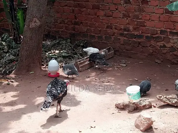 2 Fully Grown Turkeys for Sale - 1