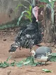 2 Fully Grown Turkeys for Sale - 2