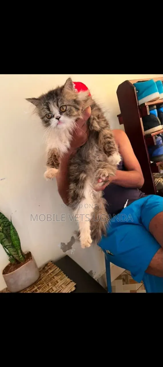 Purebred Persian Kitten - 0-1 Month Male - 1