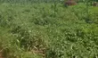 Residential Plots Near Busiika Town and Bugema University - 1