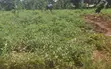 Residential Plots Near Busiika Town and Bugema University - 2