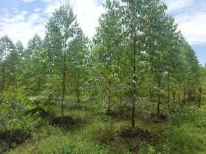 118 Acres Agricultural Land for Sale in Lukasa Village, Nakaseke