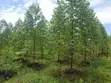 118 Acres Agricultural Land for Sale in Lukasa Village, Nakaseke - 1
