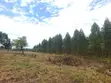 118 Acres Agricultural Land for Sale in Lukasa Village, Nakaseke - 2