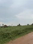 Commercial Land for Sale - 35 Acres - 3