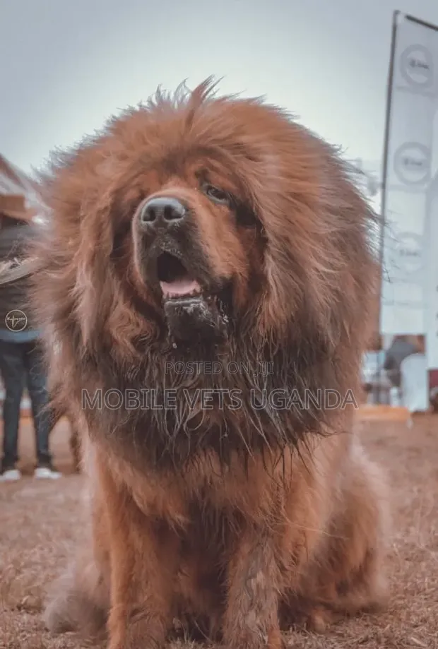 6-12 Month Male Purebred Tibetan Mastiff - 1