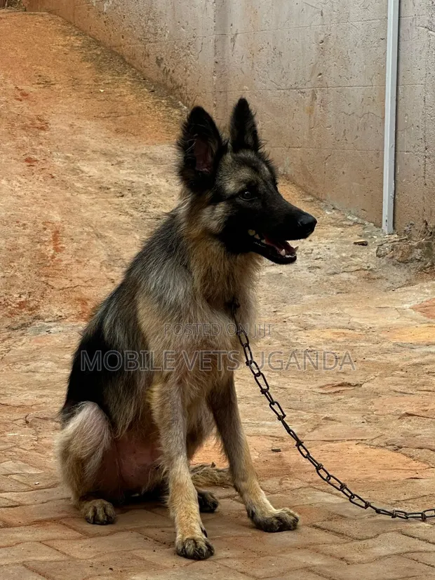 Female German Shepherd Puppy, 3-6 Months - 1