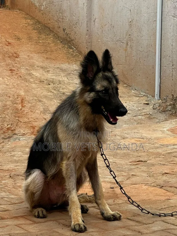 Female Purebred German Shepherd Puppy (1-3 Months) - 1