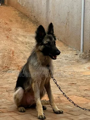 6-12 Month Male Purebred German Shepherd