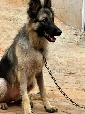3-6 Month Male Purebred German Shepherd