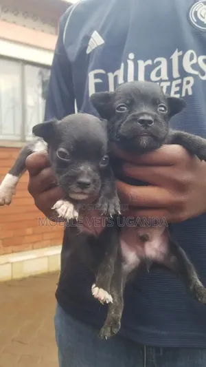 Purebred Chihuahua Puppy - 3-6 Months Male