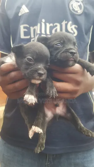 Female Purebred Chihuahua Puppy (1-3 Months)
