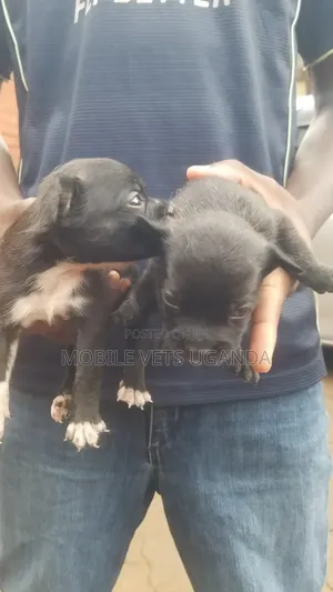 Purebred Chihuahua Puppy - 0-1 Month Old Male
