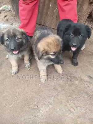 1-3 Month Old Male Purebred German Shepherd Puppy