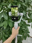 L7Cpro Plus 3-Axis Foldable Smartphone Gimbal - 2