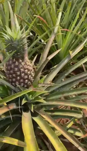 478 Acres Farm Land for Sale in Kamira, Luwero