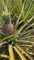 478 Acres Farm Land for Sale in Kamira, Luwero - 1