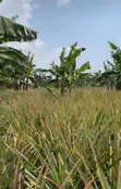 478 Acres Farm Land for Sale in Kamira, Luwero - 2