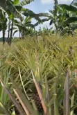 478 Acres Farm Land for Sale in Kamira, Luwero - 3