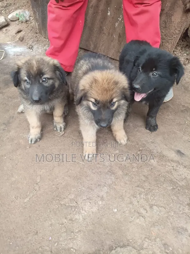 Female German Shepherd Puppy, 1-3 Months - 1