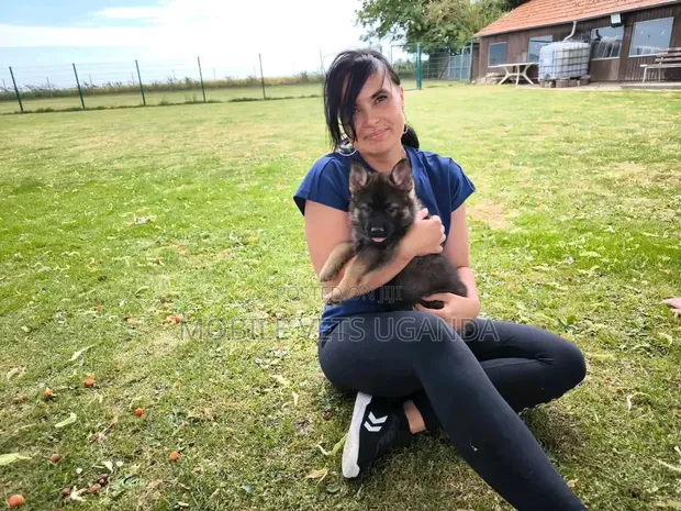 Female Purebred German Shepherd Puppy (1-3 Months) - 1