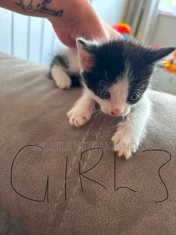 Male Exotic Kitten - 1-3 Months Old - 1