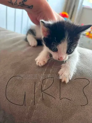 Male Exotic Kitten - 1-3 Months Old