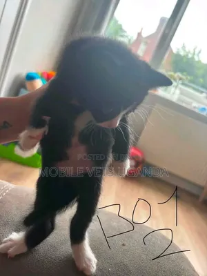 Purebred Bombay Kitten - 0-1 Month Male